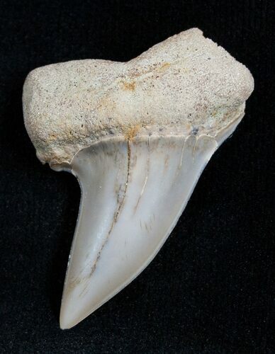 Mako Shark Tooth Fossil (Sharktooth Hill) #2102